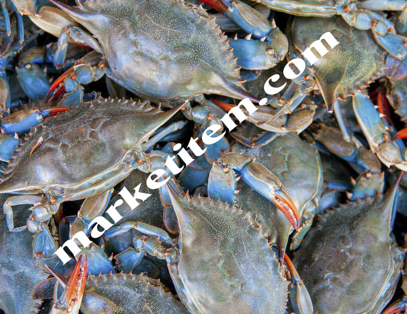Fresh Sea Food Free Delivery Base with Best Prices